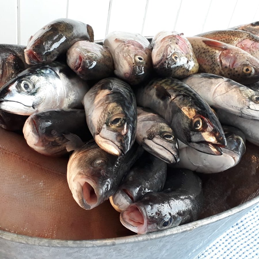 JonahsAber's tweet image. 🐰🐟🦐 Mae Jonah's ar agor fory  9-5 (Dydd Gwener y Groglith) / Jonah's is open tomorrow (Good Friday) for all your seafood and shellfish requirements 🐰🐟🦐 #bwytwchbysgod #eatmorefish #ffaberystwyth #aberystwyth #yagym #caruaber #faberystwyth #easter #goodfriday #pasghapus🐥