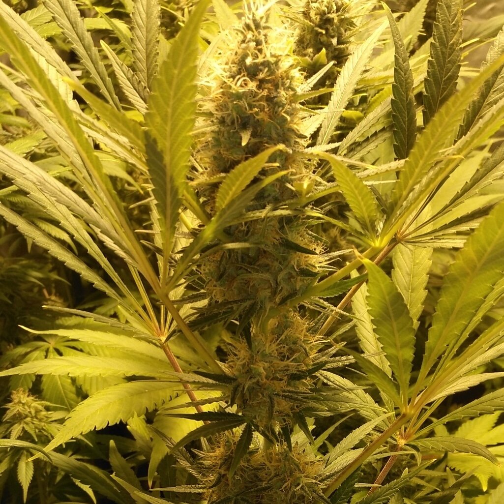 Gonyweed tweet media