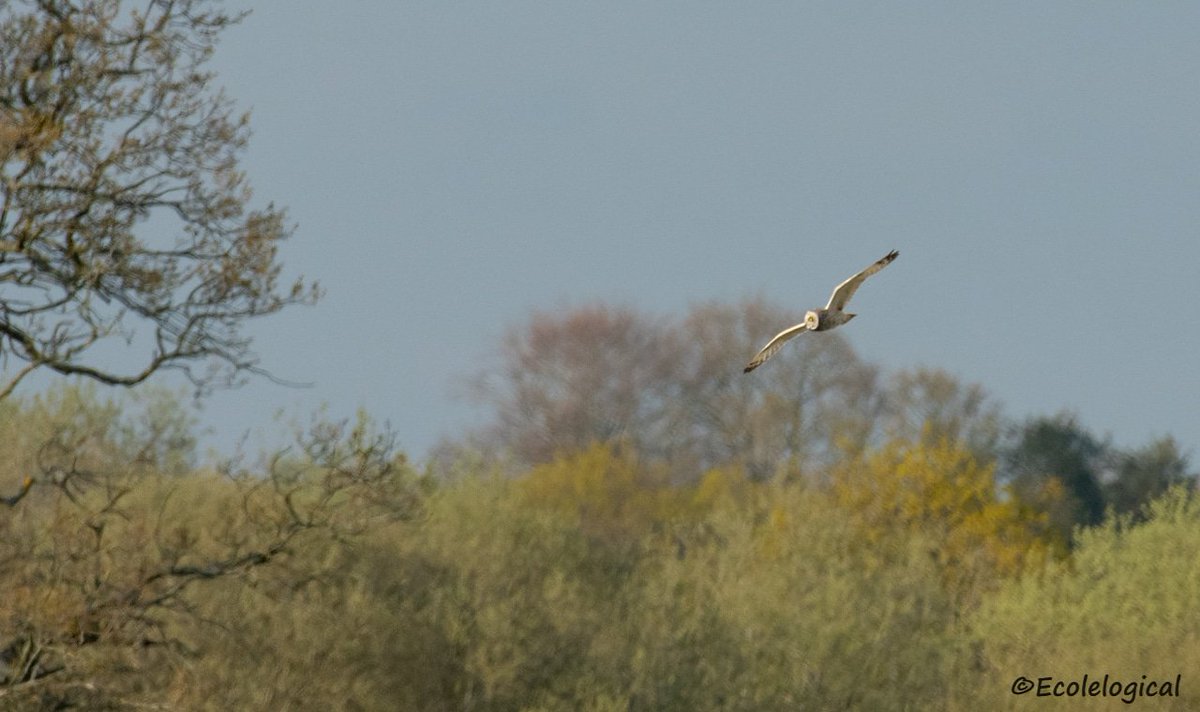 Short Eared Owl, Papercourt Meadows @Natures_Voice @SurreyWT @wildlife_birds @iNatureUK @Britnatureguide