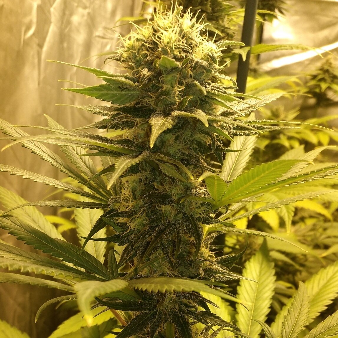 Gonyweed tweet media