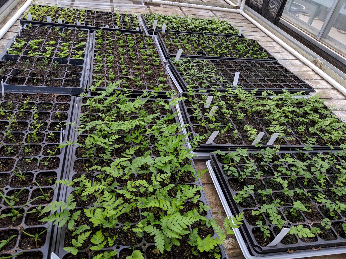 Gord McNickle (@ecoevogames) on Twitter photo From spore to sporophyte. <a href="/MinaRostamza/">Mina Rostamza</a>'s fern babies are growing up so fast! Time to transplant! From spore to sporophyte. <a href="/MinaRostamza/">Mina Rostamza</a>'s fern babies are growing up so fast! Time to transplant!