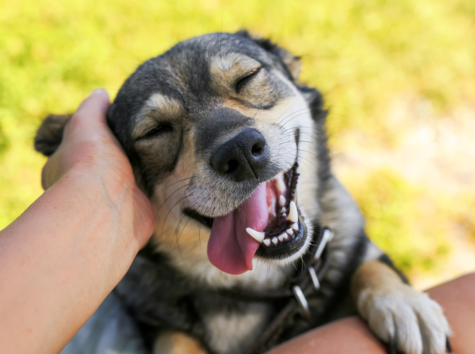 Dog_Tap's tweet photo. Dog Emotions https://t.co/O03iVpTz9n https://t.co/5d36eRPTcm