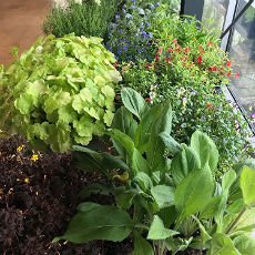chipublib's tweet image. Learn how to transform small spaces into beautiful gardens at the #CPLMakerLab Container Gardening class with @chicagobotanic on Saturday, 4/20 at 2pm.
ow.ly/RhUK50qNx2h