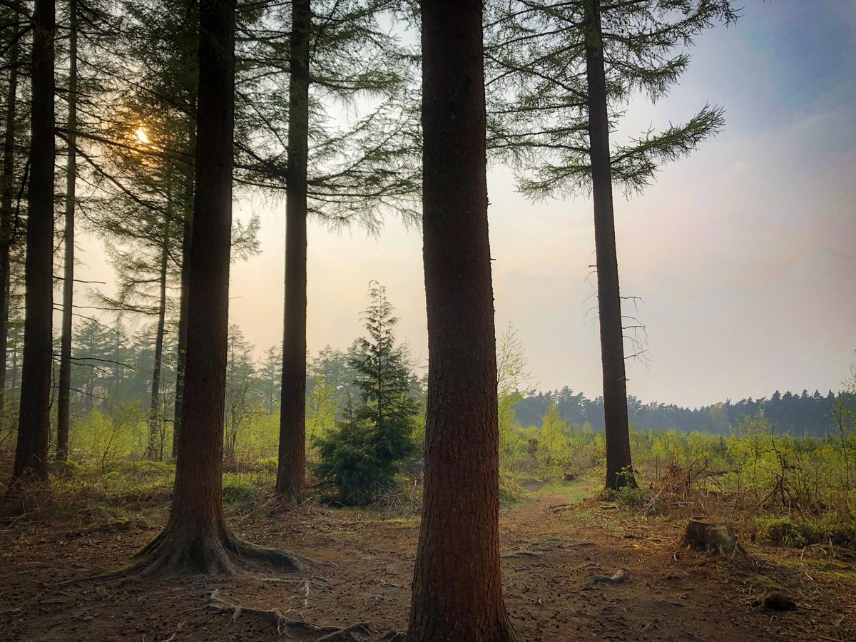 erb_ruth's tweet photo. Leith hill Easter week! #Ourworldisworthsaving #surrey #nature #NaturePhotography #ThursdayMotivation #forest #trees #woodland #england #visitengland #forests #getoutside https://t.co/8Zj21jdjDv