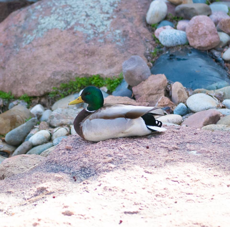 ApexPRD's tweet photo. @cityofarvada Hey @cityofarvada - our resident #ApexDuck is back too. Do you think these guys are friends? https://t.co/Sd5xrKtOvC
