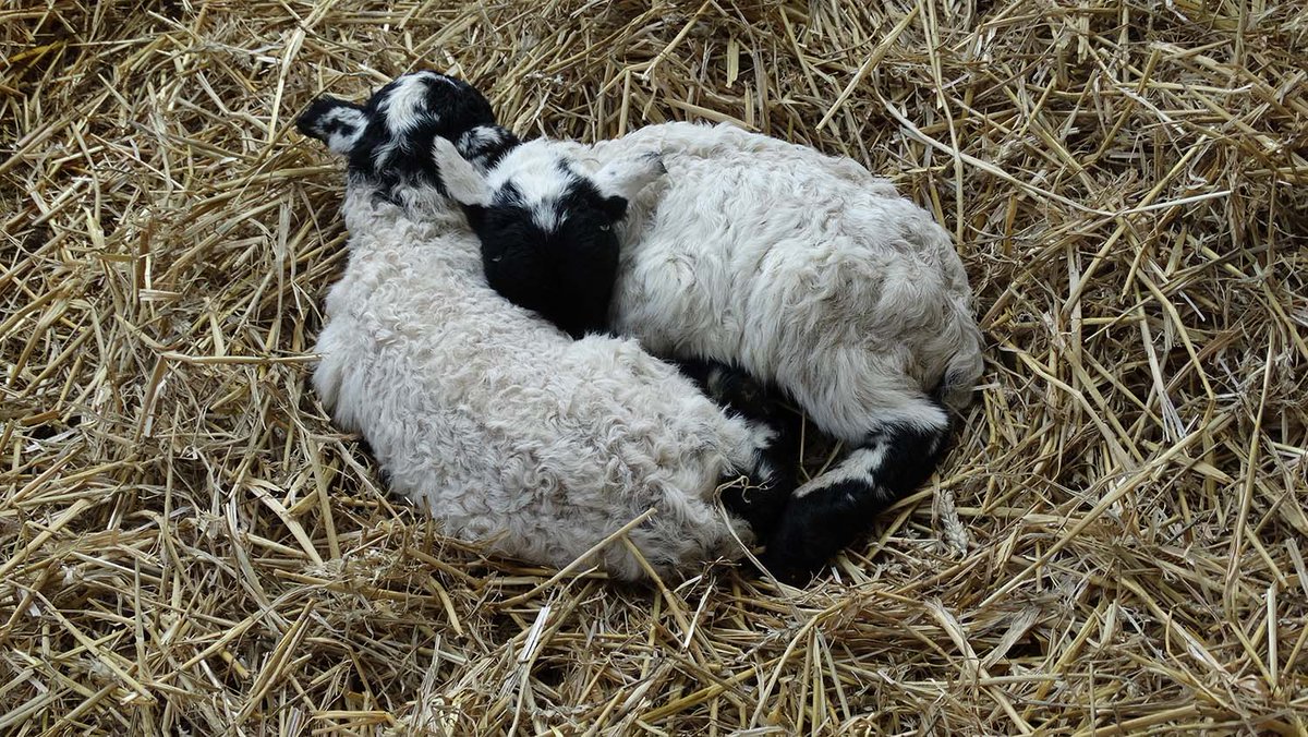 NtlMuseumsScot's tweet photo. Ready for Easter? ๐ฐ
Meet new and familiar faces on the Wester Kittochside Farm at our #SpringIntoEaster weekend from Sat 20 - Mon 22 April.
#NMSRural https://t.co/CC4E6yaCNB https://t.co/EY2Oj2LcJG