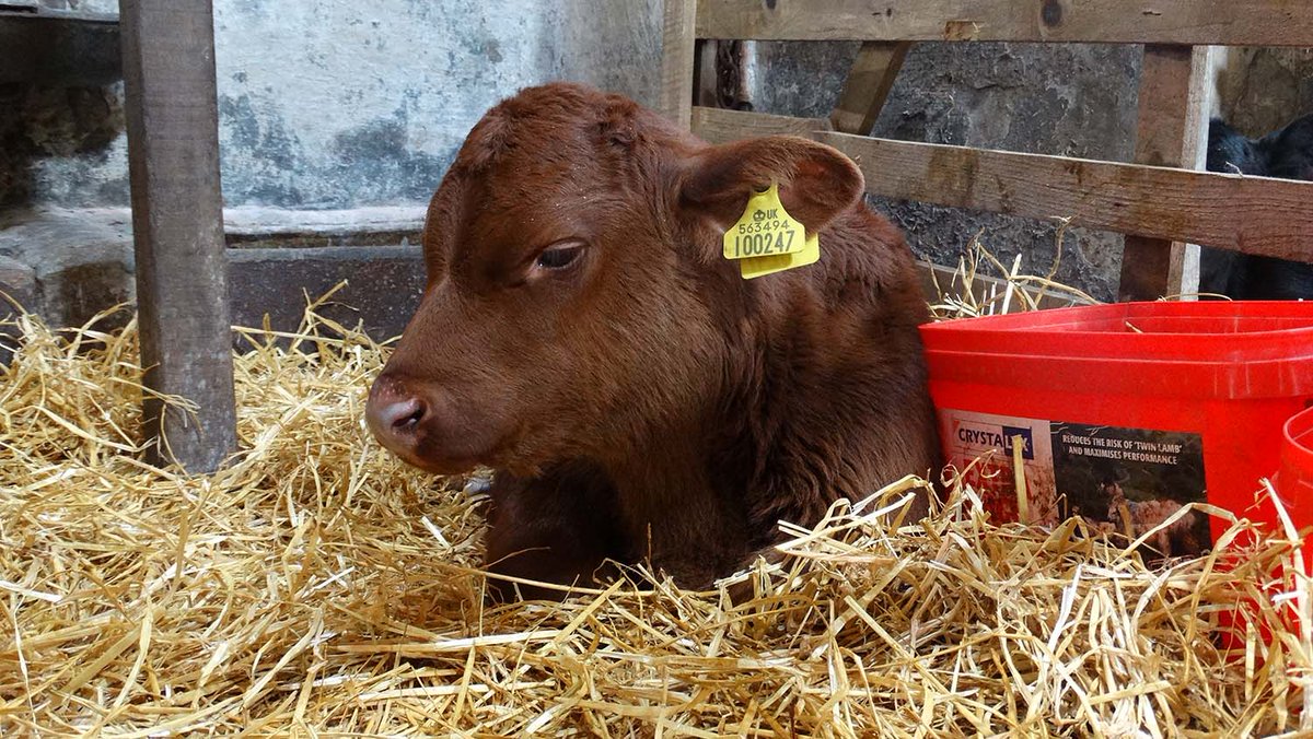 NtlMuseumsScot's tweet photo. Ready for Easter? ๐ฐ
Meet new and familiar faces on the Wester Kittochside Farm at our #SpringIntoEaster weekend from Sat 20 - Mon 22 April.
#NMSRural https://t.co/CC4E6yaCNB https://t.co/EY2Oj2LcJG