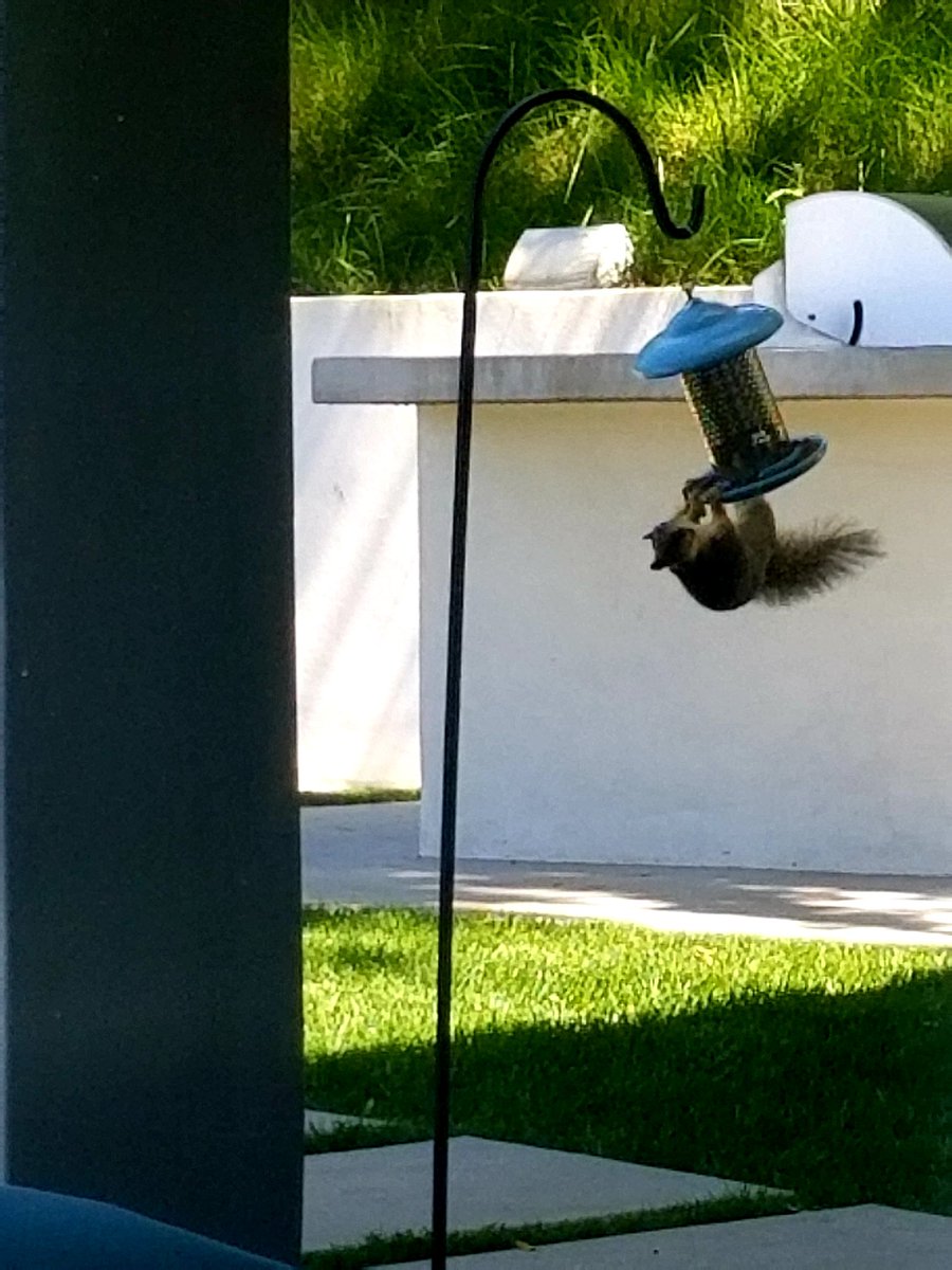 Kyr Sp33dy On Twitter It S A Bird Feeder Not A Squirrel Feeder