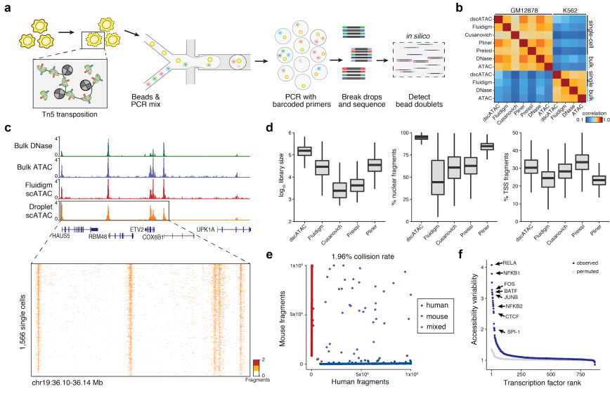BioRadLifeSci's tweet photo. Droplet-based combinatorial indexing for massive scale single-cell epigenomics. Read the preprint NOW: https://t.co/cxMVxYNtSu  #ddseq #biotechnews  #singlecell @biorxivpreprint https://t.co/x4mOQ6DvSH