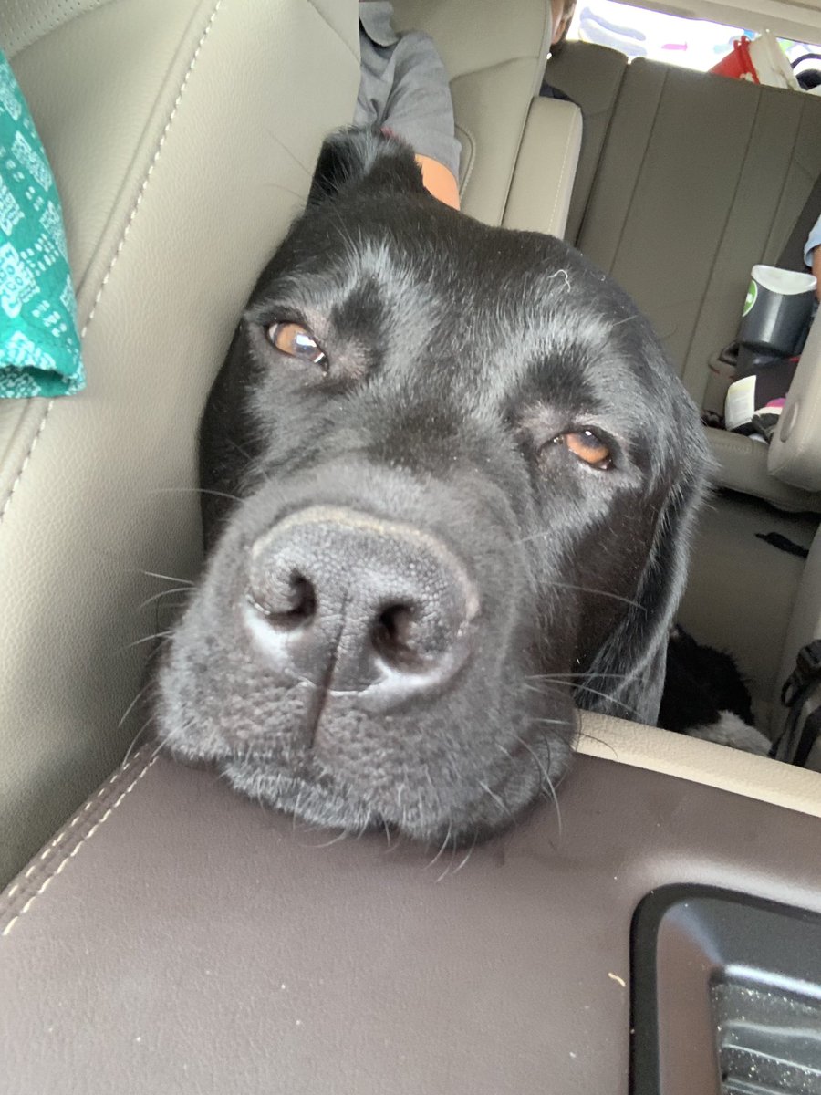 ChipWile's tweet image. This is what happens when you leave your 8 month old lab unattended for 2 minutes. Really, my glasses??  #iguessineedednewonesanyway