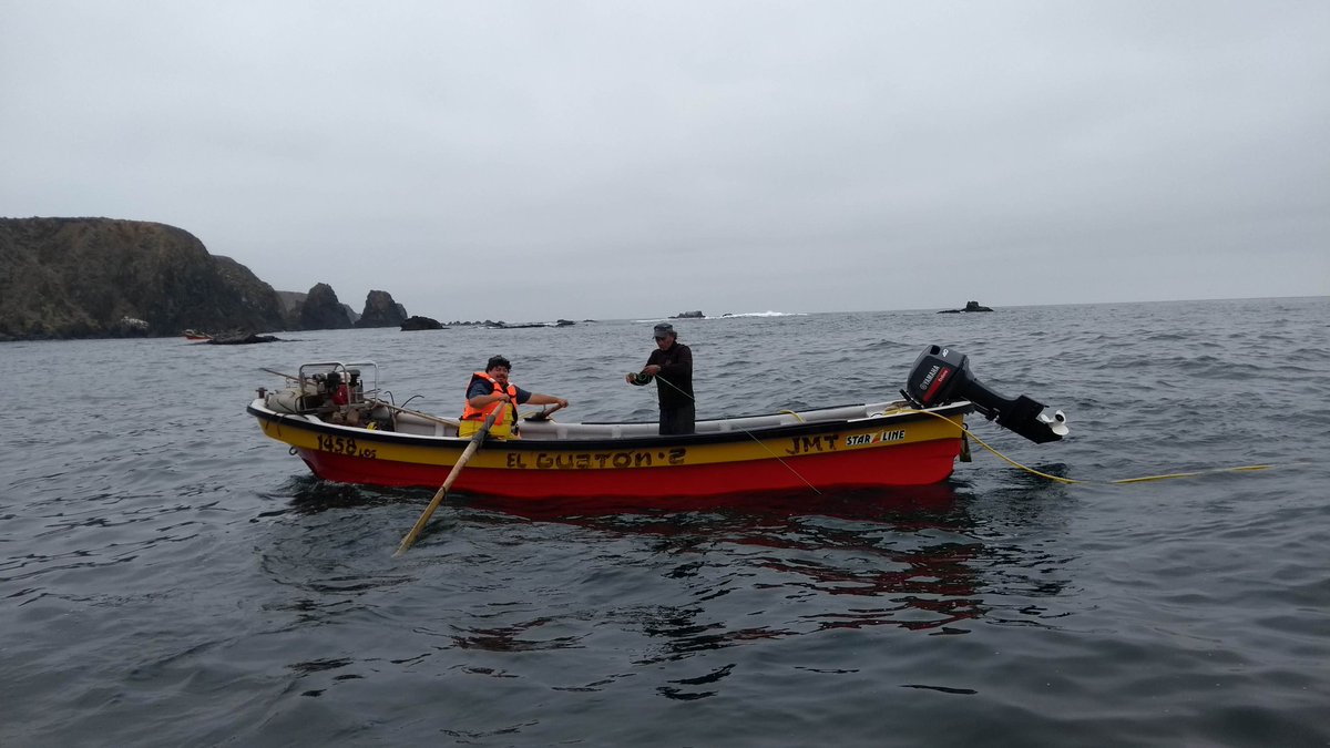 BITECMA's tweet photo. Evaluamos poblaciones de Loco, Lapas, Erizo Rojo y #Macroalgas en Caleta #Chigualoco #LosVilos, con presencia de @sernapesca y @Armada_Chile
Proyecto FOSIS-FAP @subpescacl
#BITECMA: @CesarPedrini Juan Carlos @Dbravogomez y Gastón.
#pescaartesanal #Mariscos #seafood #shellfish https://t.co/MZV7eKdgSC