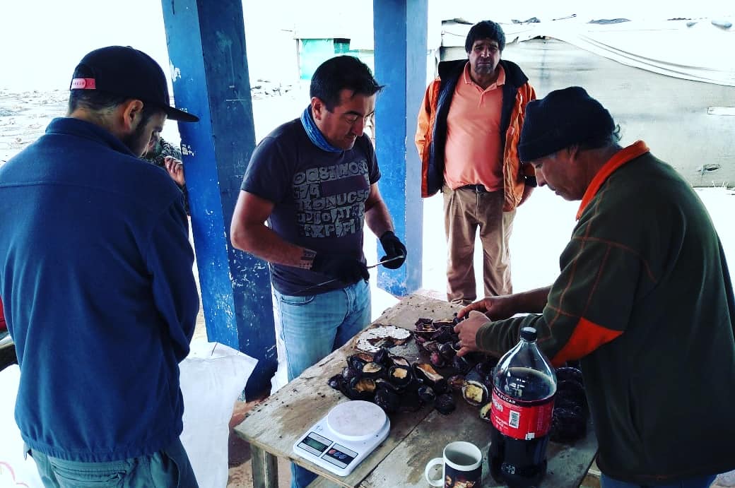 BITECMA's tweet photo. Evaluamos poblaciones de Loco, Lapas, Erizo Rojo y #Macroalgas en Caleta #Chigualoco #LosVilos, con presencia de @sernapesca y @Armada_Chile
Proyecto FOSIS-FAP @subpescacl
#BITECMA: @CesarPedrini Juan Carlos @Dbravogomez y Gastón.
#pescaartesanal #Mariscos #seafood #shellfish https://t.co/MZV7eKdgSC