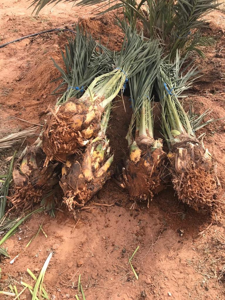 My9ujwjP5OOViPy's tweet image. فروخ مجدول للبيع العداد ١٠٠٠ لتواصل ولاستفسار جوال0578080016