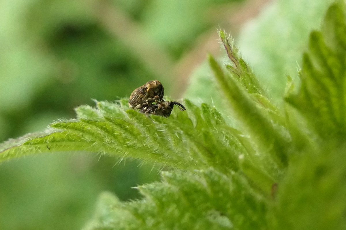 tillingtonchum's tweet photo. The tiny 3mm long #Weevil Nedyus quadrimaculatus down the valley today. I was a little nervous of the nettles flapping in the breeze. #beetles #WestonCommon https://t.co/ifMOXy4Qf1