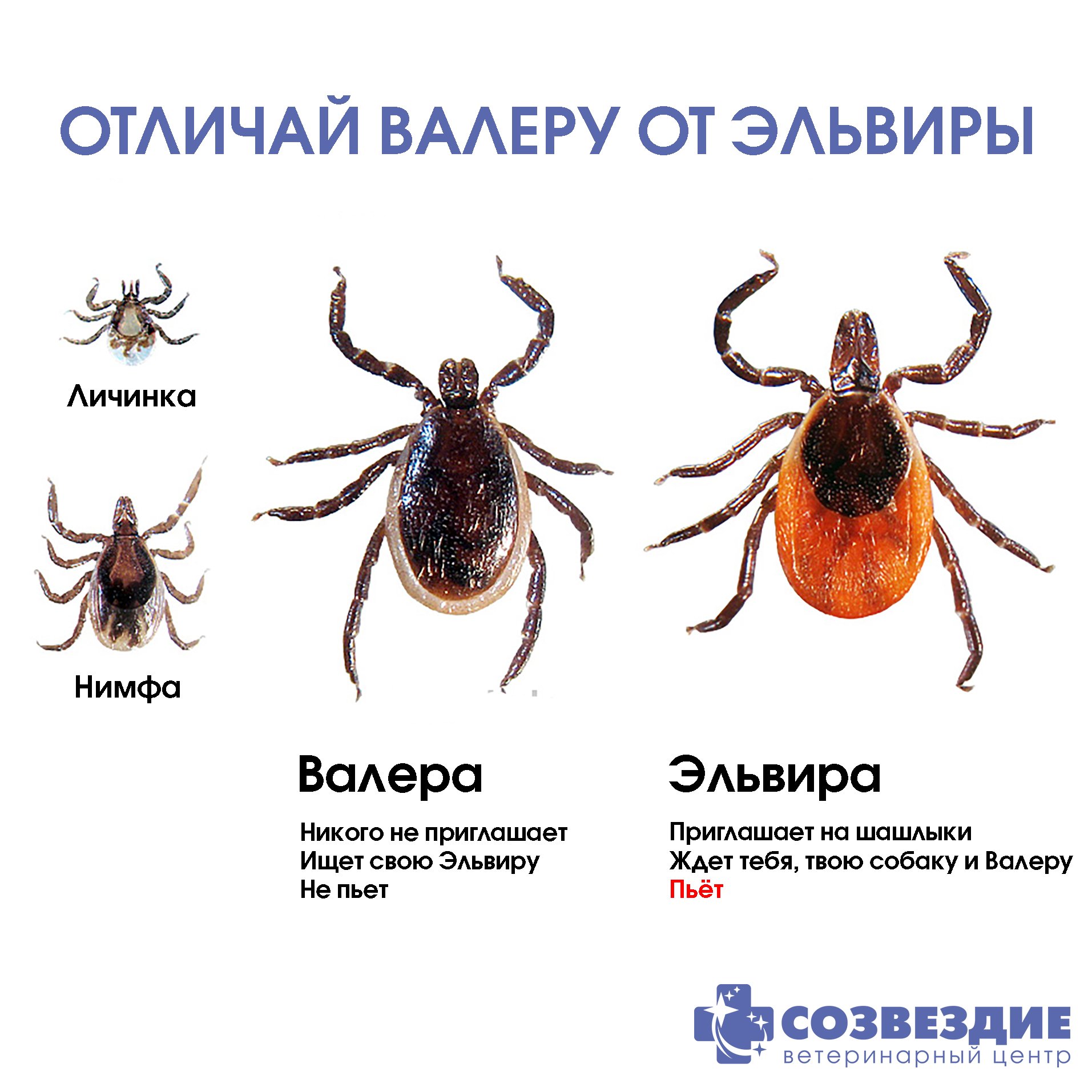 Смешные картинки про клещей валеру, для