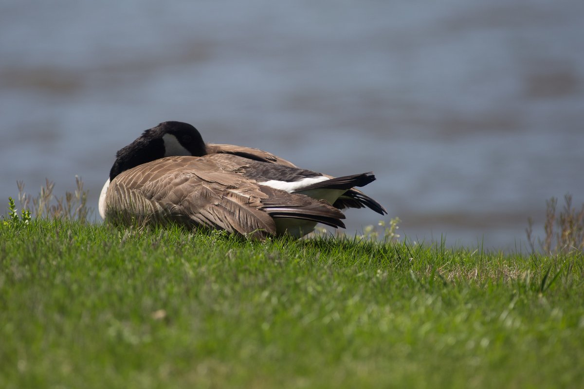 waketechsports's tweet photo. Spotted… @WakeTechGoose

Relaxing and soaking in some sunshine at the golf tournament.

FORE! https://t.co/3kzcfqIyd7