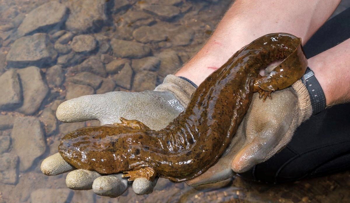 armgroupinc's tweet photo. #Pennsylvania is getting an official state #amphibian, the Eastern Hellbender! This nocturnal #salamander is the largest North American amphibian and is battling declining numbers across the Eastern states due to polluted streams & warming water temperatures. #easternhellbender https://t.co/7VAqOQHCsi