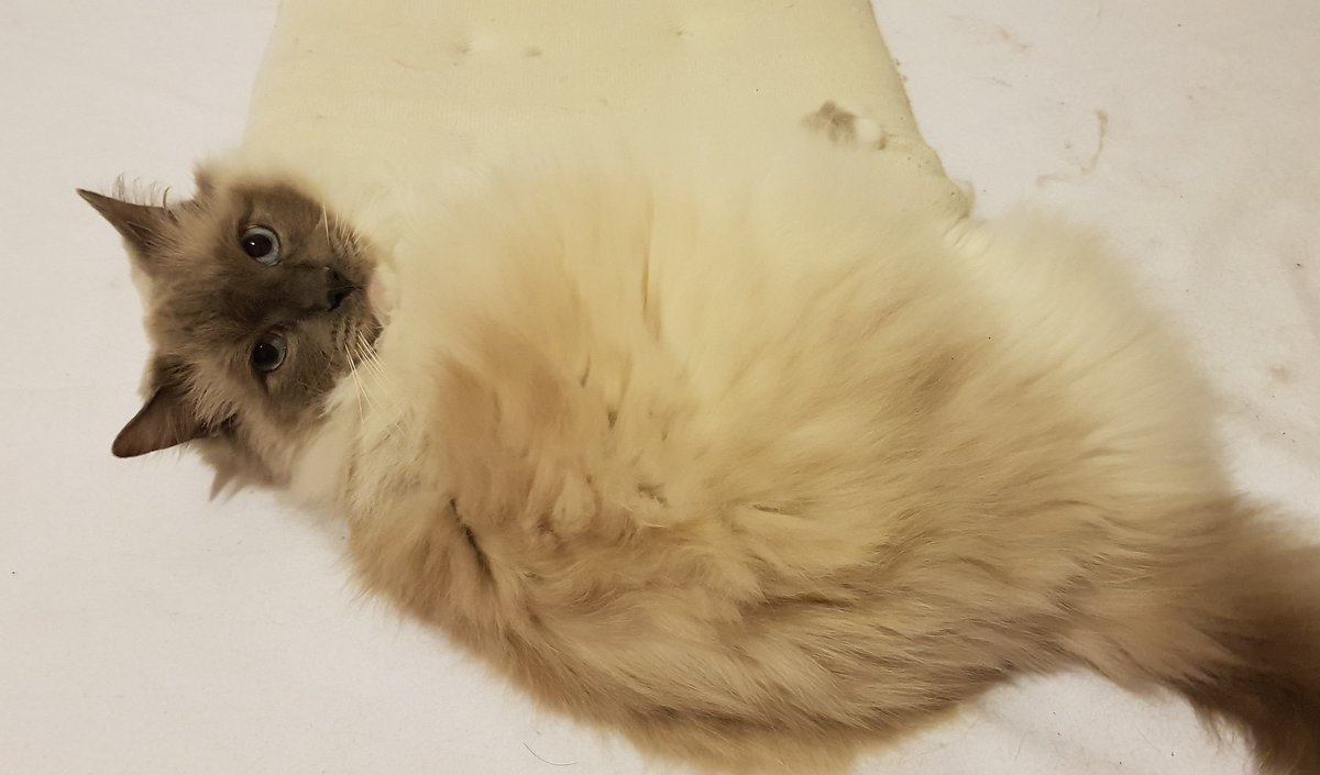 LizzySemmy's tweet photo. Mi acemita corazón capturado jugando con el cojín #ragdollcat  #semmy https://t.co/3Ik4qLiVaf