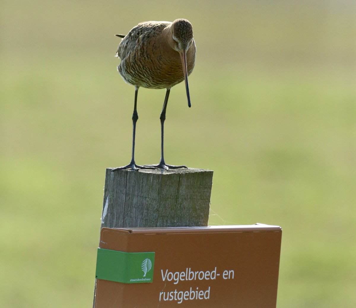 TopvanTexel's tweet photo. Even het bordje checken... Ja deze mooie #Grutto is aangekomen op de plaats van bestemming in het polderlandschap van De #Cocksdorp op #Texel! @waarneming https://t.co/mrwBvgOVAF