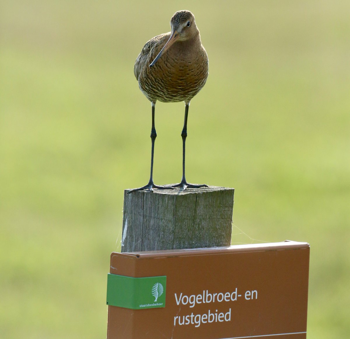 TopvanTexel's tweet photo. Even het bordje checken... Ja deze mooie #Grutto is aangekomen op de plaats van bestemming in het polderlandschap van De #Cocksdorp op #Texel! @waarneming https://t.co/mrwBvgOVAF