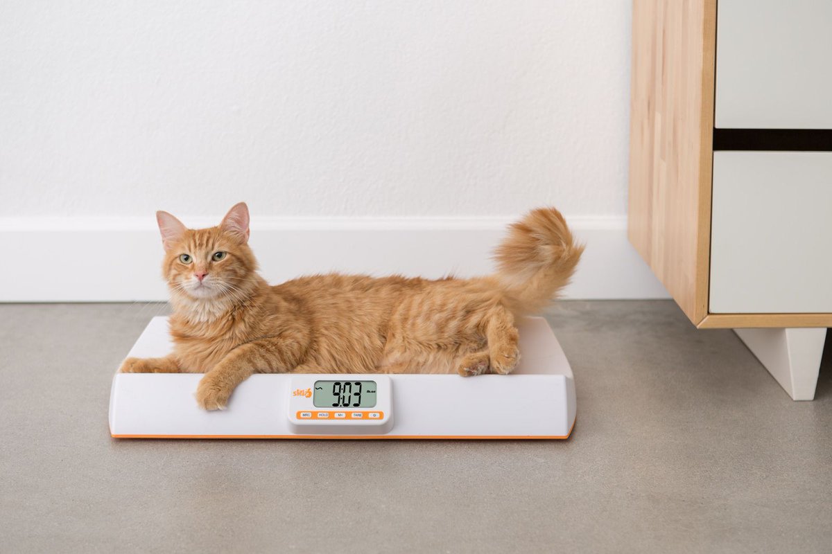 EatSmartScales's tweet photo. When changing your pets' diet, it's important to monitor their weight with a pet scale. πΆBonus: Get an easy Healthy Sweet Potato & Green Bean Frozen Dog Treat recipe from @laborders2000. https://t.co/TY99t1Ze68 #review #petscale #healthypets #recipe https://t.co/9EPzmH53dP