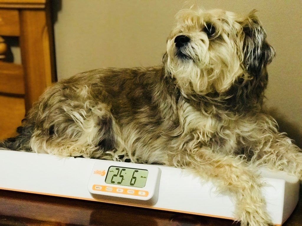 EatSmartScales's tweet photo. When changing your pets' diet, it's important to monitor their weight with a pet scale. πΆBonus: Get an easy Healthy Sweet Potato & Green Bean Frozen Dog Treat recipe from @laborders2000. https://t.co/TY99t1Ze68 #review #petscale #healthypets #recipe https://t.co/9EPzmH53dP