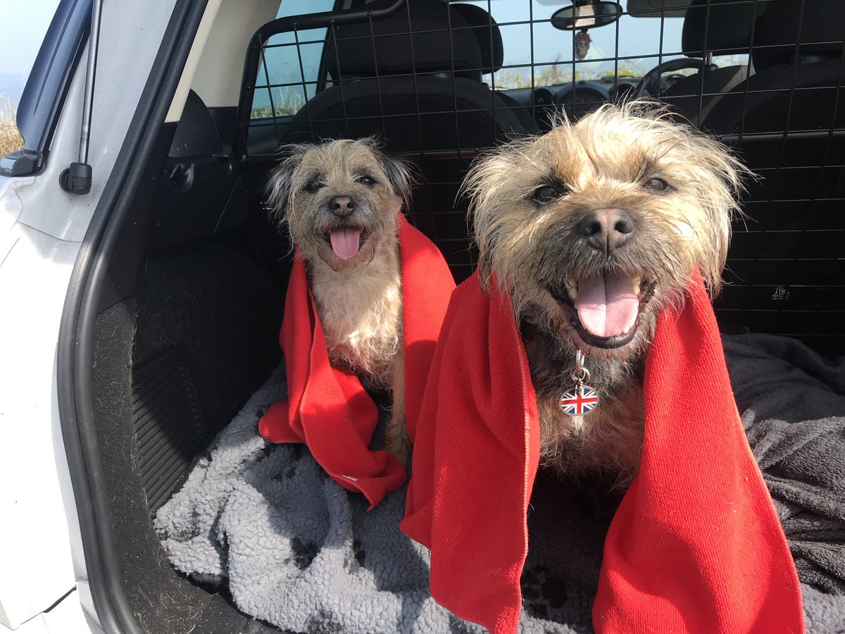 Post beach swim #BTPosse #HunmanbyGap #Yorkshire happy dogs !