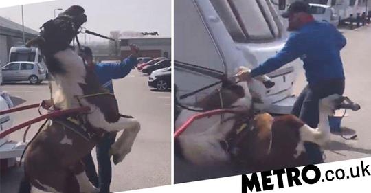 Frugaldom's tweet photo. Is @michaelgove in charge of animal welfare legislation? Police &amp; @RSPCA_official need powers to deal with this sort of thing immediately. RSPCA: it's in the name, PREVENTION of CRUELTY, NOT judge a tortured, abused animal as "well looked after"! #savethequeensferrypony #ponyhour https://t.co/ol7sMSApX3