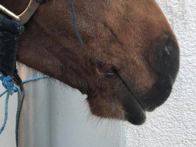 Frugaldom's tweet photo. Is @michaelgove in charge of animal welfare legislation? Police &amp; @RSPCA_official need powers to deal with this sort of thing immediately. RSPCA: it's in the name, PREVENTION of CRUELTY, NOT judge a tortured, abused animal as "well looked after"! #savethequeensferrypony #ponyhour https://t.co/ol7sMSApX3
