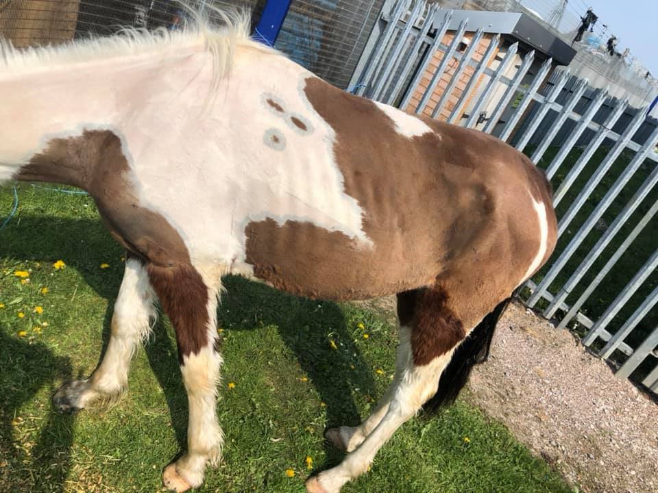 Frugaldom's tweet photo. Is @michaelgove in charge of animal welfare legislation? Police &amp; @RSPCA_official need powers to deal with this sort of thing immediately. RSPCA: it's in the name, PREVENTION of CRUELTY, NOT judge a tortured, abused animal as "well looked after"! #savethequeensferrypony #ponyhour https://t.co/ol7sMSApX3