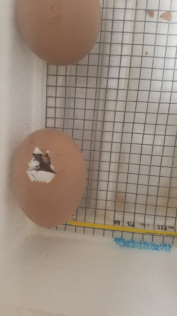RyanRupert22's tweet photo. On my last day at Greenwood, we get hatching eggs! Symbolic of our breaking through the shell and leaving the nest!🐣 https://t.co/yJz2y0xp3T