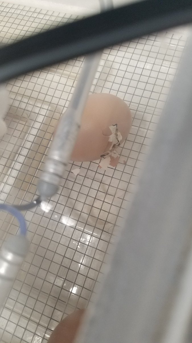 RyanRupert22's tweet photo. On my last day at Greenwood, we get hatching eggs! Symbolic of our breaking through the shell and leaving the nest!🐣 https://t.co/yJz2y0xp3T