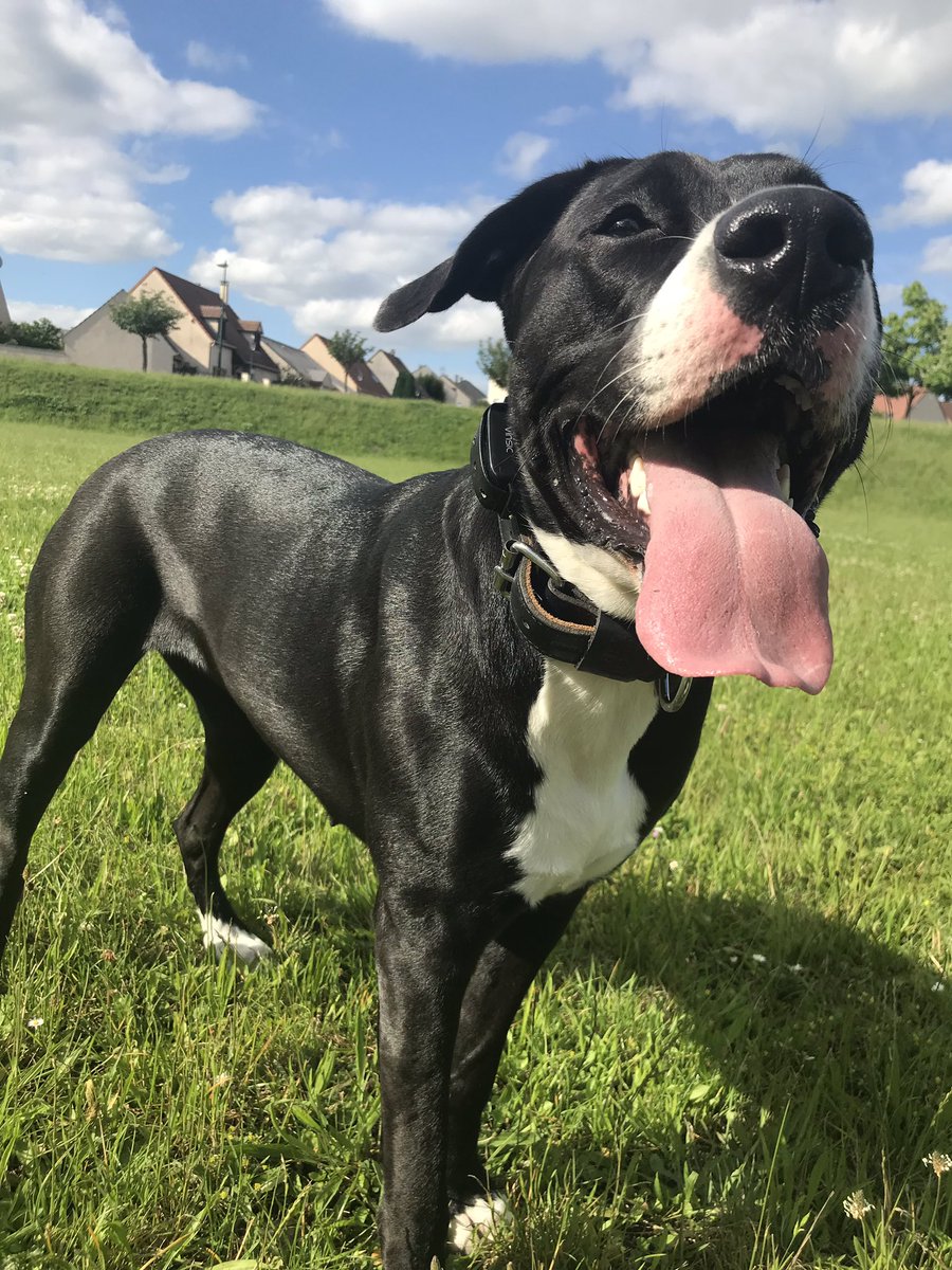 MrcMarion's tweet photo. #mydog ma bête ❤️ https://t.co/2nCzG96V2K