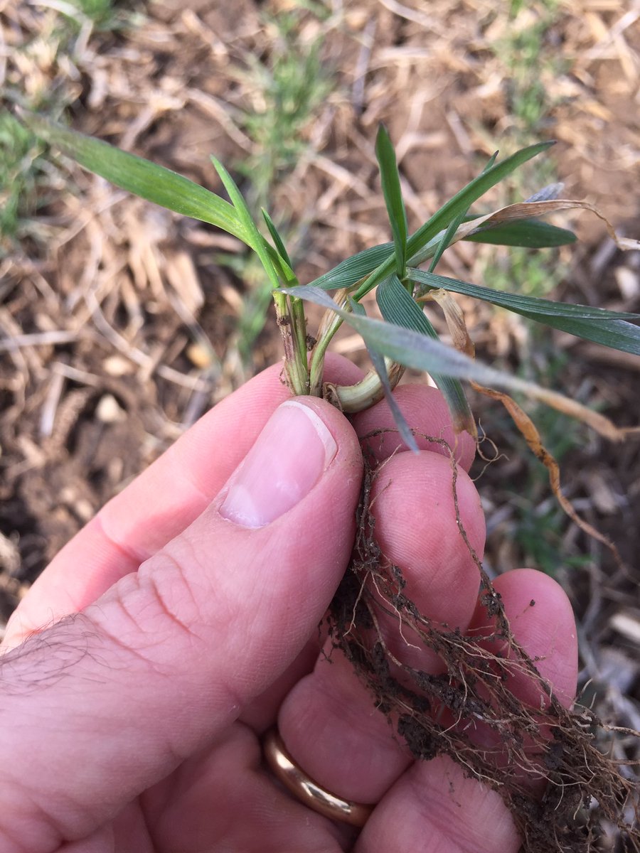 Anfieldcropsguy's tweet photo. Winter wheat 19. Same field, variety, starter (broadcast). The only difference is 6 days apart in planting. Look at the difference in roots and tillers!! Preaching to the converted here but planting early is key #watchitgrow19 https://t.co/Ja0Xsu2E3R