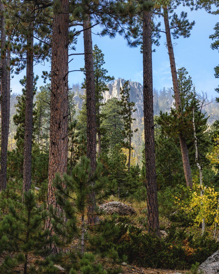 BlackHills's tweet photo. The beauty is endless here.#DiscoverBlackHills
⠀⠀
📸: https://t.co/D7Wr5gDs3A ⠀ https://t.co/3JOEfnZyK2