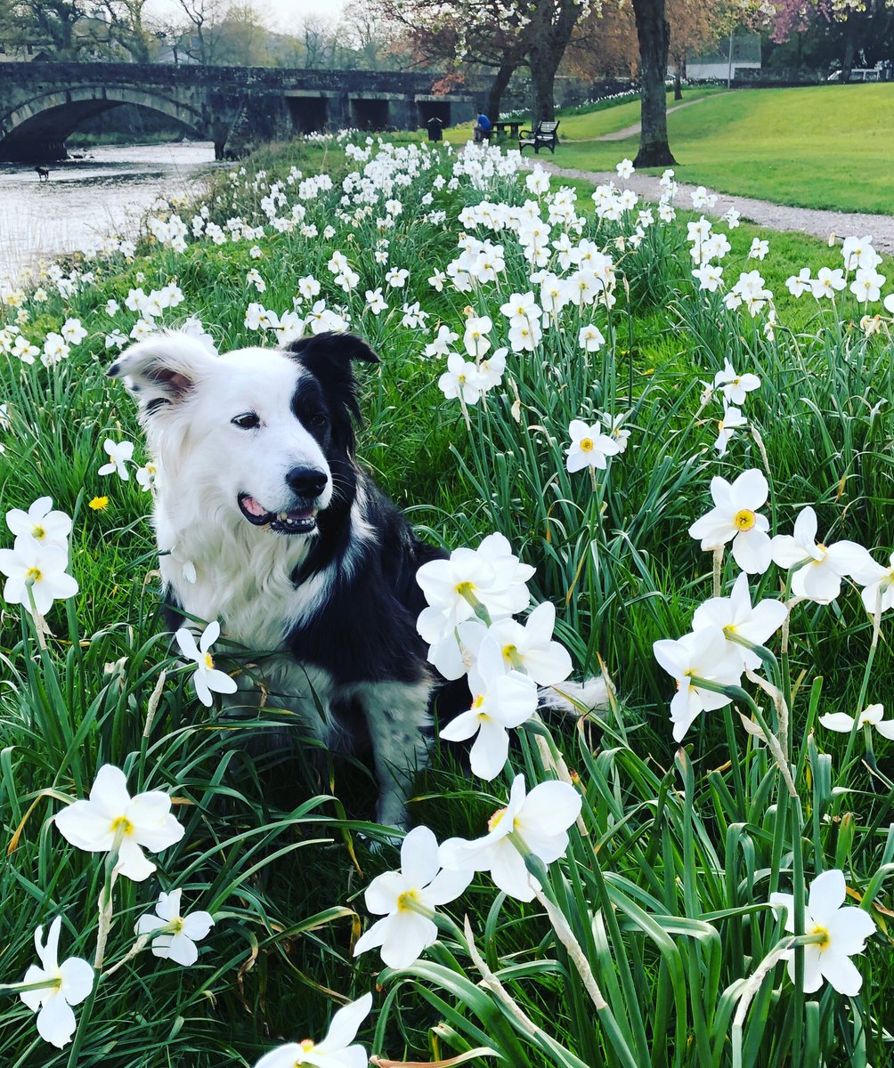 zakthecolliedog's tweet image. Here’s me post emergency blood test as my symptoms were suspicious - but thx to the love, care &amp;amp; immediate attention of #supervet John from Keswick’s  #millcroftvets they’ve cleared me of anything too serious - looks like a D&amp;amp;V bug #panicover #imokay #drugsarekickingin