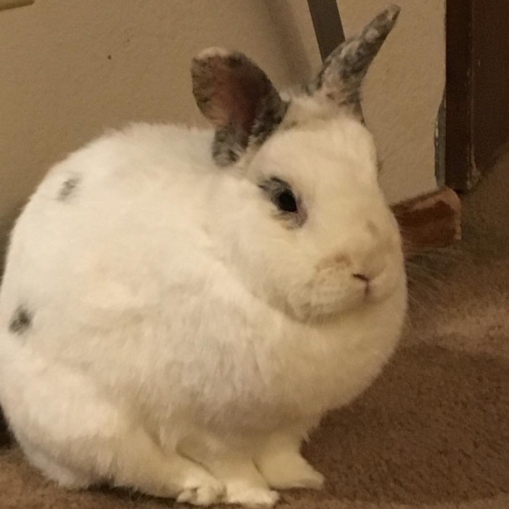 wendigobunny's tweet photo. Lucia LaRock adopted 02/14/07 got her beautiful wings 04/18/17. I will always love my Disney Princess bunny girl. โค๏ธ๐ญโค๏ธ #rabbitsofinstagram #rabbitangel #bunnyangel #harlequinrabbit #dwarfrabbit #houserabbit #babygirlbunny #foreverbunny https://t.co/BoCZVMTMch