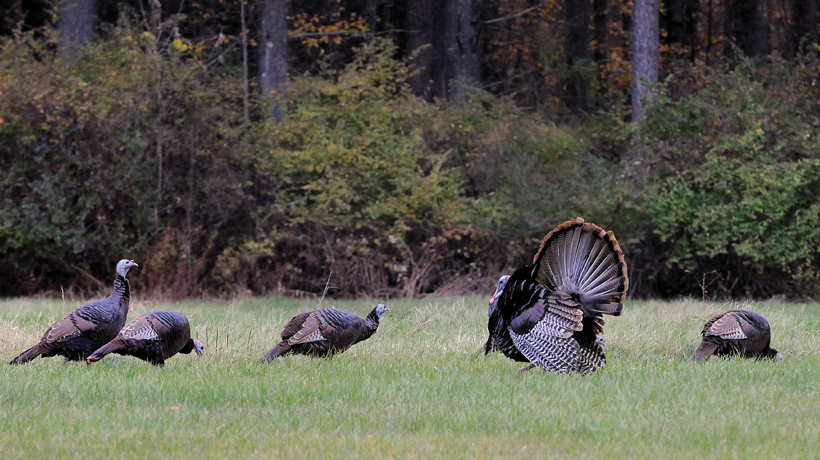ASKusmer's tweet photo. Spring is peak aggressive turkey season in MA according to the Dept of Fisheries and Wildlife 

To prevent being attacked, if you see turkeys around, make noise and assert dominance.

A spokesperson assured me that only SOME of the turkeys are bad... so basically #notallturkeys https://t.co/0bU0gxZYdm