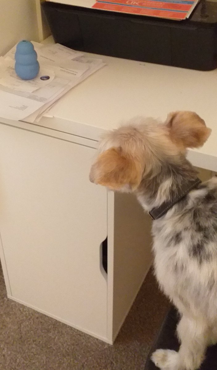 lindahkinder's tweet photo. What's he doing there ...?
Oh I see ..! #Bluetoy #Dogsoftwitter https://t.co/EzKZK1McpF