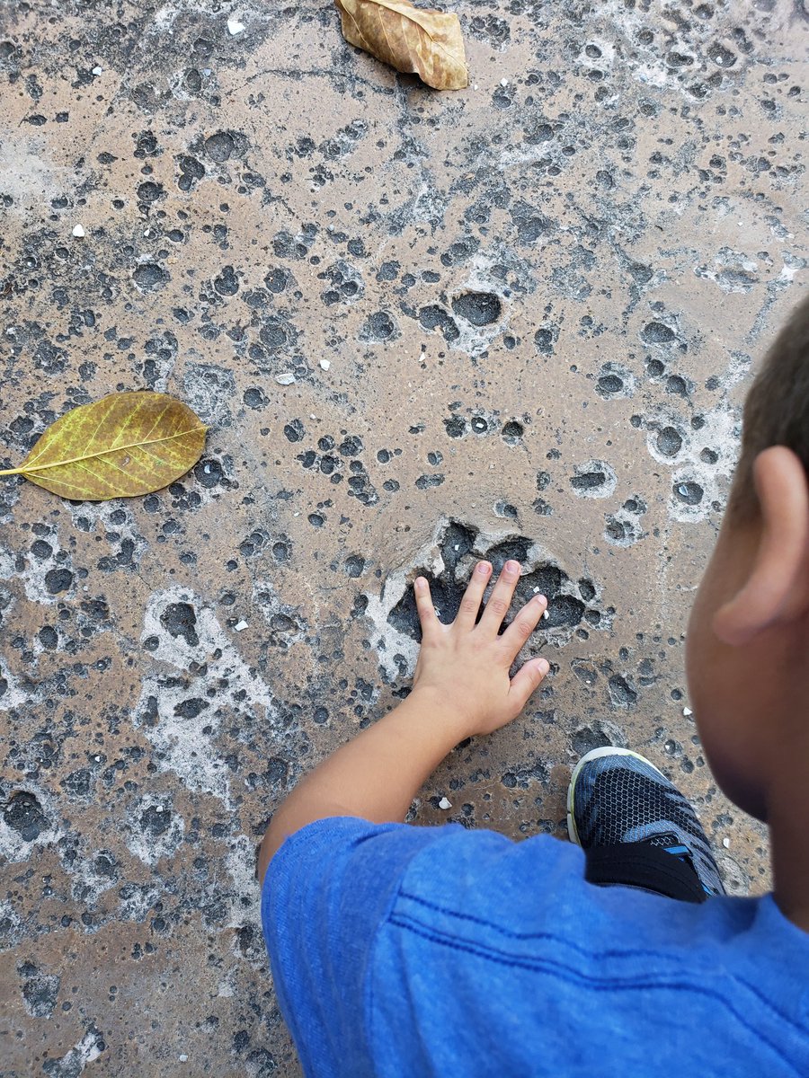 jpjoyous's tweet photo. Checking out and comparing our hands to the paw prints we found at the zoo. @MDE_Stars https://t.co/kgTOjvpryi