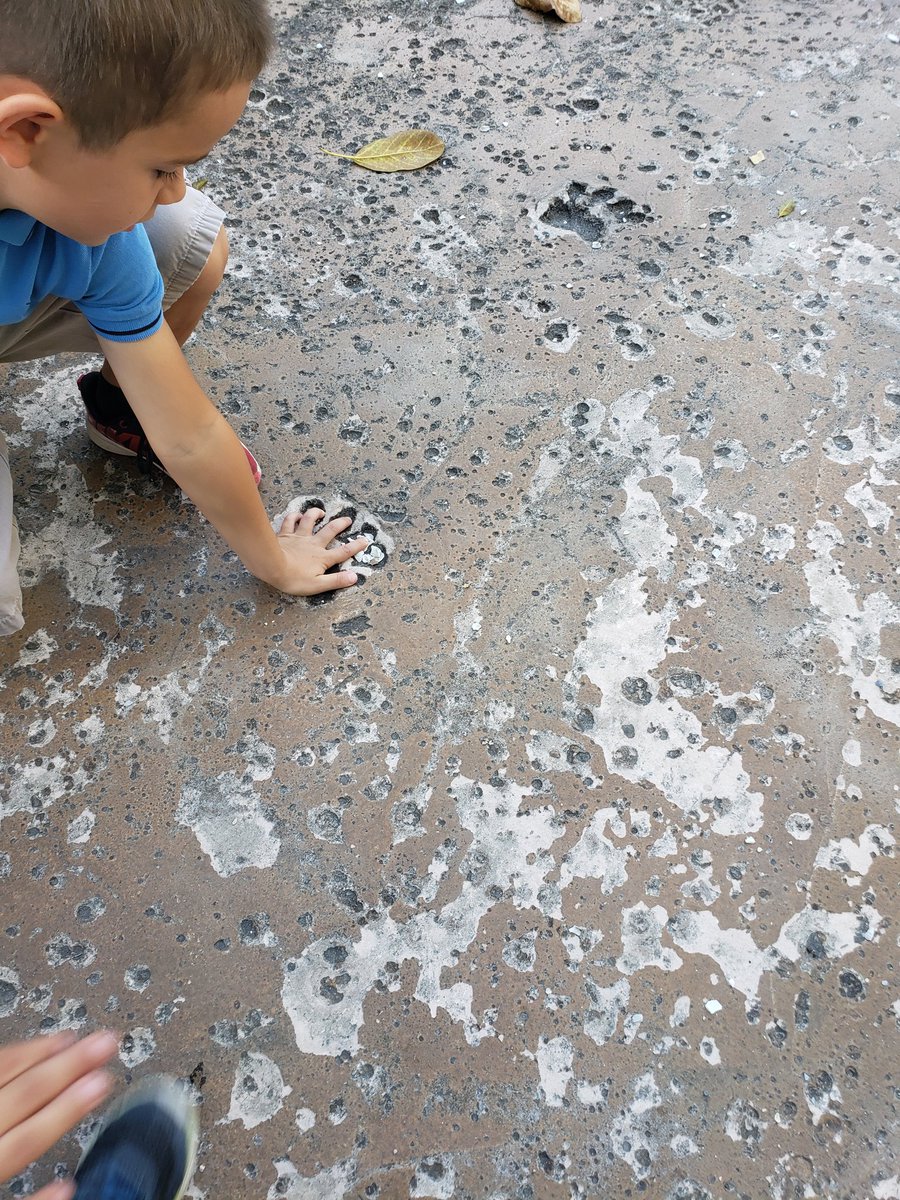 jpjoyous's tweet photo. Checking out and comparing our hands to the paw prints we found at the zoo. @MDE_Stars https://t.co/kgTOjvpryi