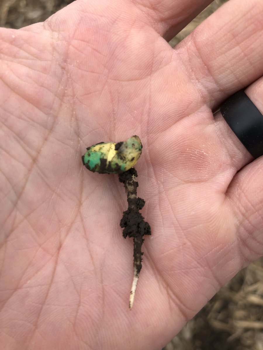 Brad Mason (@bsmason12) on Twitter photo Got beans in the ground? Here is a look at Pioneer treated soybeans vs untreated planted March 28. There was a significant difference in growth and seedling viability. Will be interested to see final stands and yield. #Plant19 <a href="/PioneerSeeds/">Pioneer Seeds U.S.</a> <a href="/CortevaUS/">Corteva U.S.</a> Got beans in the ground? Here is a look at Pioneer treated soybeans vs untreated planted March 28. There was a significant difference in growth and seedling viability. Will be interested to see final stands and yield. #Plant19 <a href="/PioneerSeeds/">Pioneer Seeds U.S.</a> <a href="/CortevaUS/">Corteva U.S.</a>