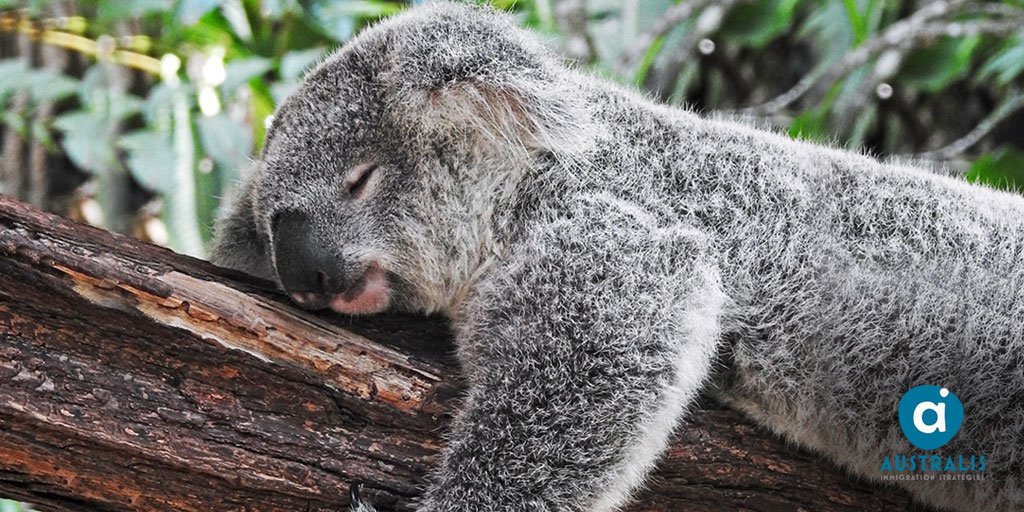 AustralisUK's tweet photo. Whether it's the food, lifestyle, wildlife or weather, #Australia is an amazing country to visit and live. And we have the information you need to make your dreams a reality. https://t.co/P2QcdmMmie #MoveToAustralia https://t.co/Uek0mDiBbc