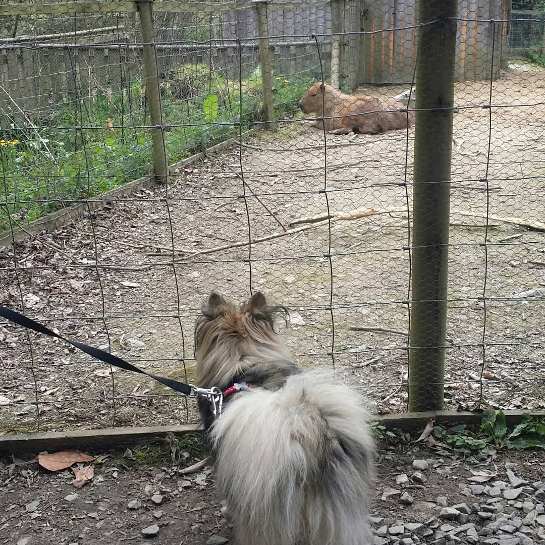 DogCastRadio's tweet image. So proud of Mischief today and the way she is maturing. She watched these capybara in interested silence. We've put time and effort into supporting her development, and so has she bless her. A lovely day. 👍❤ 🐶
#capybara #dogsocialization #dogtraining #dogsarefamily