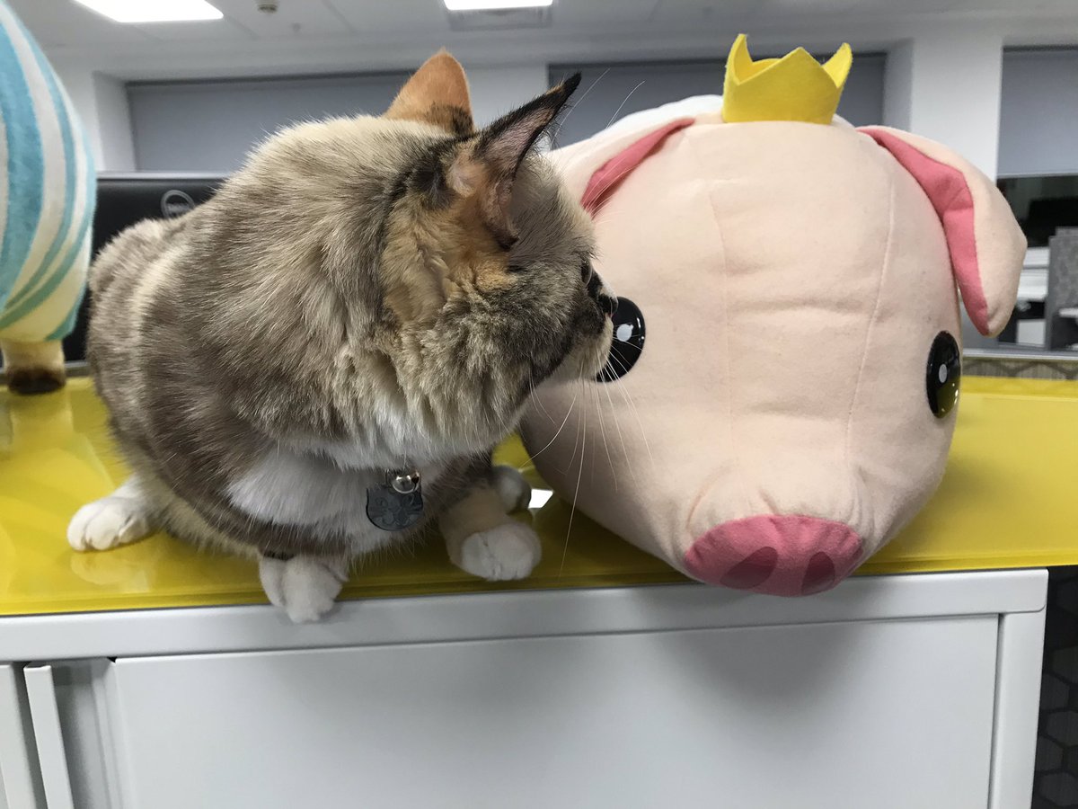 TheStreetWriter's tweet photo. Good thing it was only a short visit as it looks like Luna didnโt particularly enjoy her visit to the @Capcom_UK offices ๐น๐น๐น๐น https://t.co/iIXMDaioal