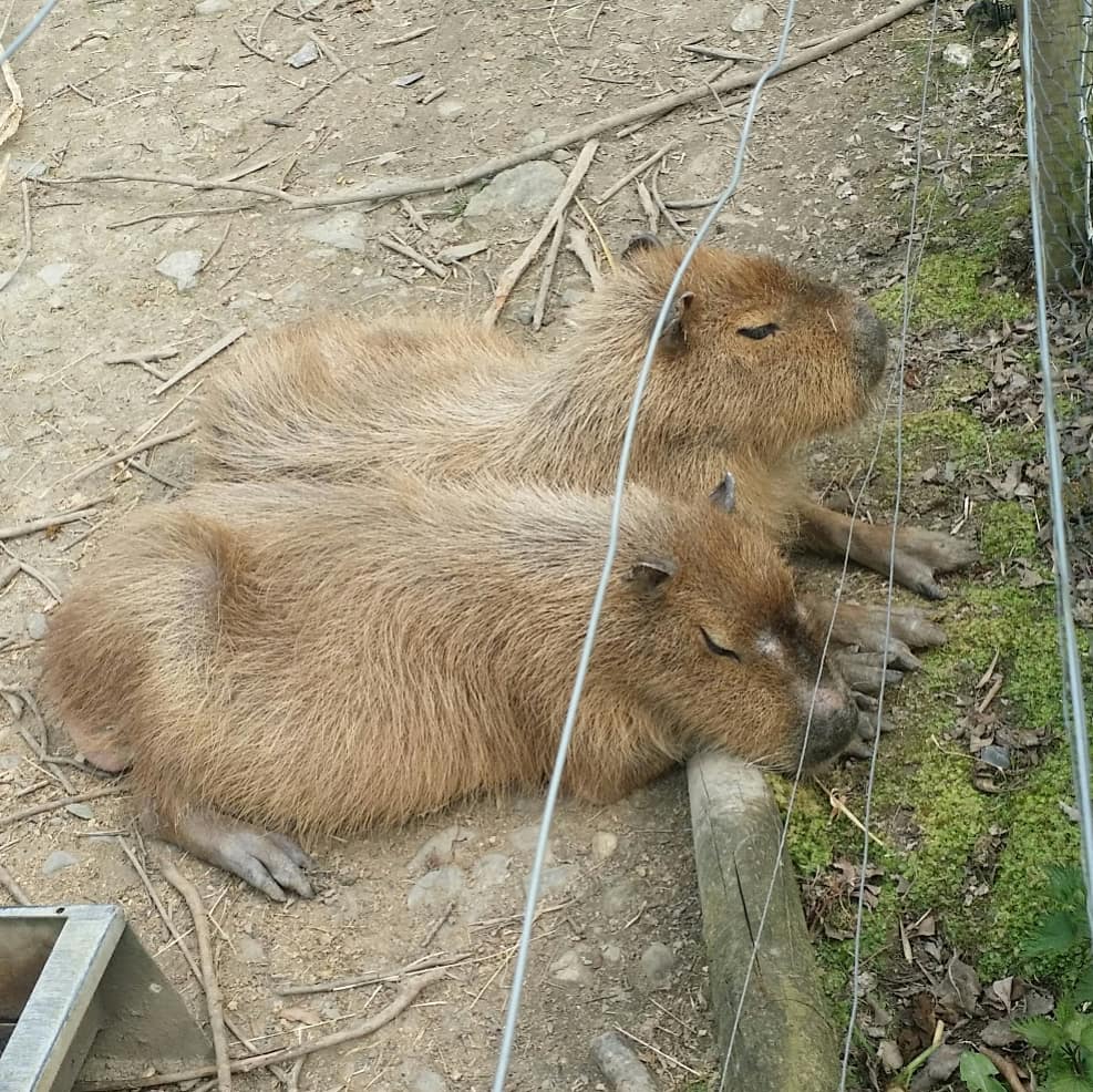 DogCastRadio's tweet image. So proud of Mischief today and the way she is maturing. She watched these capybara in interested silence. We've put time and effort into supporting her development, and so has she bless her. A lovely day. 👍❤ 🐶
#capybara #dogsocialization #dogtraining #dogsarefamily