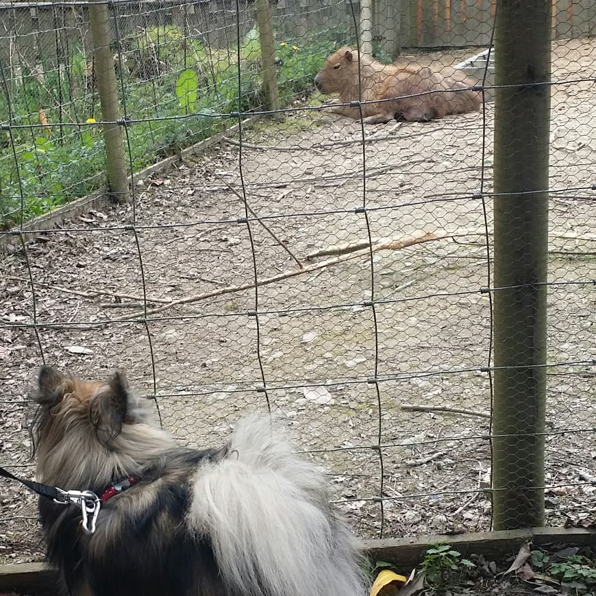 DogCastRadio's tweet image. So proud of Mischief today and the way she is maturing. She watched these capybara in interested silence. We've put time and effort into supporting her development, and so has she bless her. A lovely day. 👍❤ 🐶
#capybara #dogsocialization #dogtraining #dogsarefamily