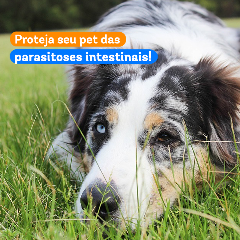 conviteasaude's tweet image. Parasitoses intestinais em pets: seus tipos e prevenções

Acesse: bit.ly/2Uvk65G e confira.

#parasitose #parasitoseintestinal #animallovers #convideasaudedoanimal #saudedoanimal #brpets #pets #doençapet #doença #saudeintestinal #cachorro #gato