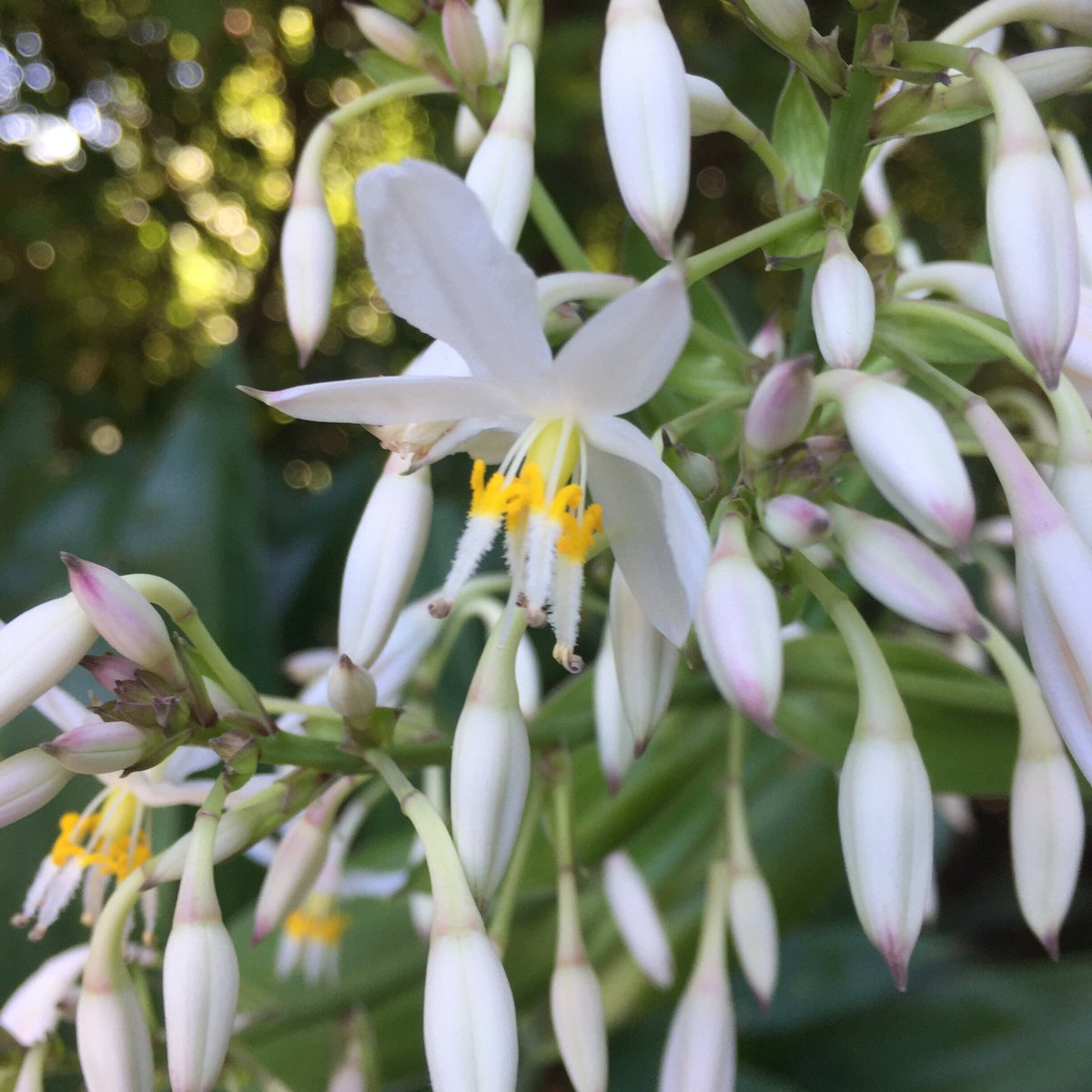 meaningoftrees's tweet image. The brilliant white flowers of rengarenga (Arthropodium cirratum). Māori translocated rengarenga across the country and grew it in gardens around pa sites and marae. The plant has an edible root which was relied upon when other food was scarce.
