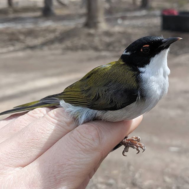 lanainthefield's tweet photo. White-naped honeyeater.
.
.
.
#whitenapedhoneyeater #honeyeaters #australianbirds #birdscience #boxironbark #mistnetting #cutiepatootie #easternyellowrobinproject https://t.co/UFj8VyMSRZ https://t.co/D7pnvoiwMI